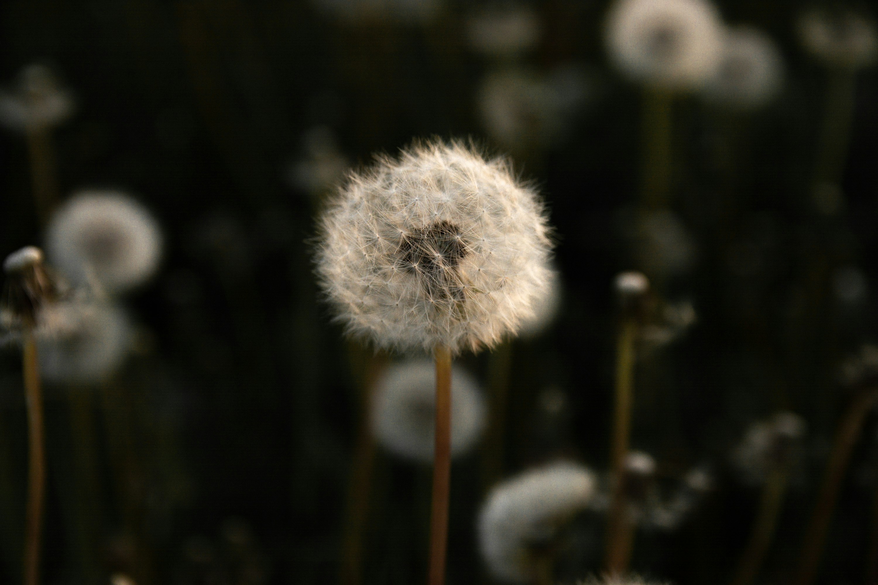 white dandelion in close up photography